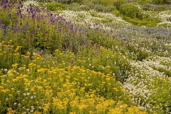 Jaynes Gallery 아티스트의 USA-Colorado-Gunnison National Forest Field of wildflowers작품입니다.